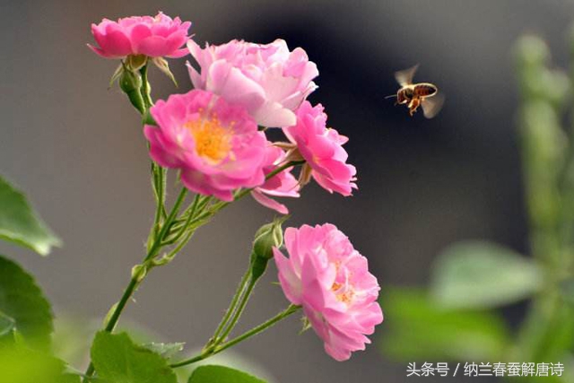 天涯何处无芳草下一句 