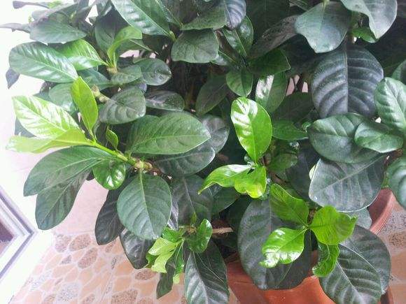 栀子花的养殖方法 栀子花养护与管理方法
