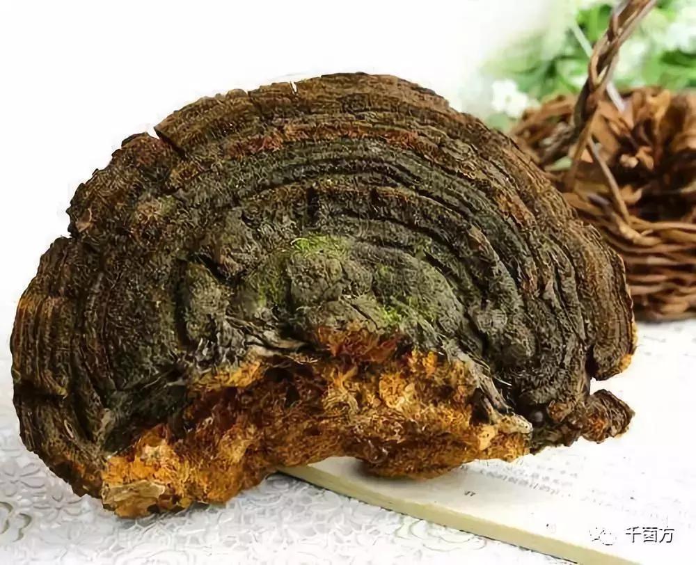 桑黄的功效与作用 人工桑黄多少钱一斤