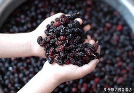 自制桑葚酒的危害 桑葚酒怎样泡制最好