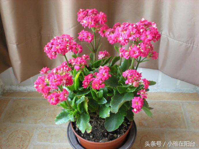 长寿花的养殖方法 怎样让长寿花快速开花