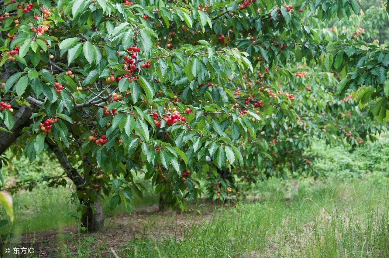 樱桃好吃树难栽 樱桃好吃树难栽简谱