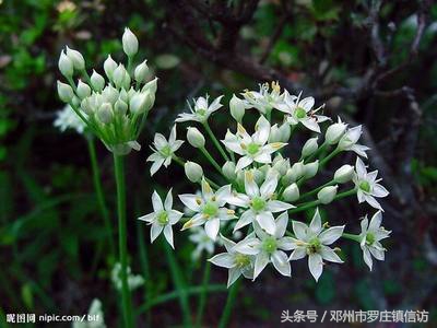 韭菜子的功效与作用 韭菜籽的功效与作用的功能与主治