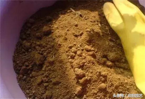 栀子花的养殖方法和注意事项 栀子花最大忌讳