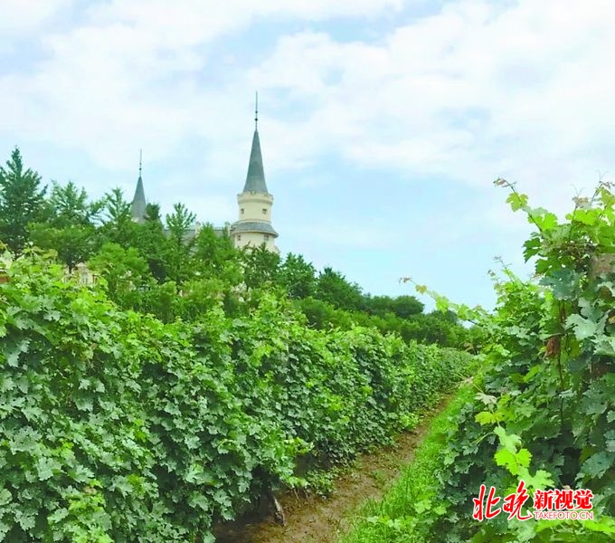 张裕爱斐堡国际酒庄 张裕爱斐堡赤霞珠珍藏