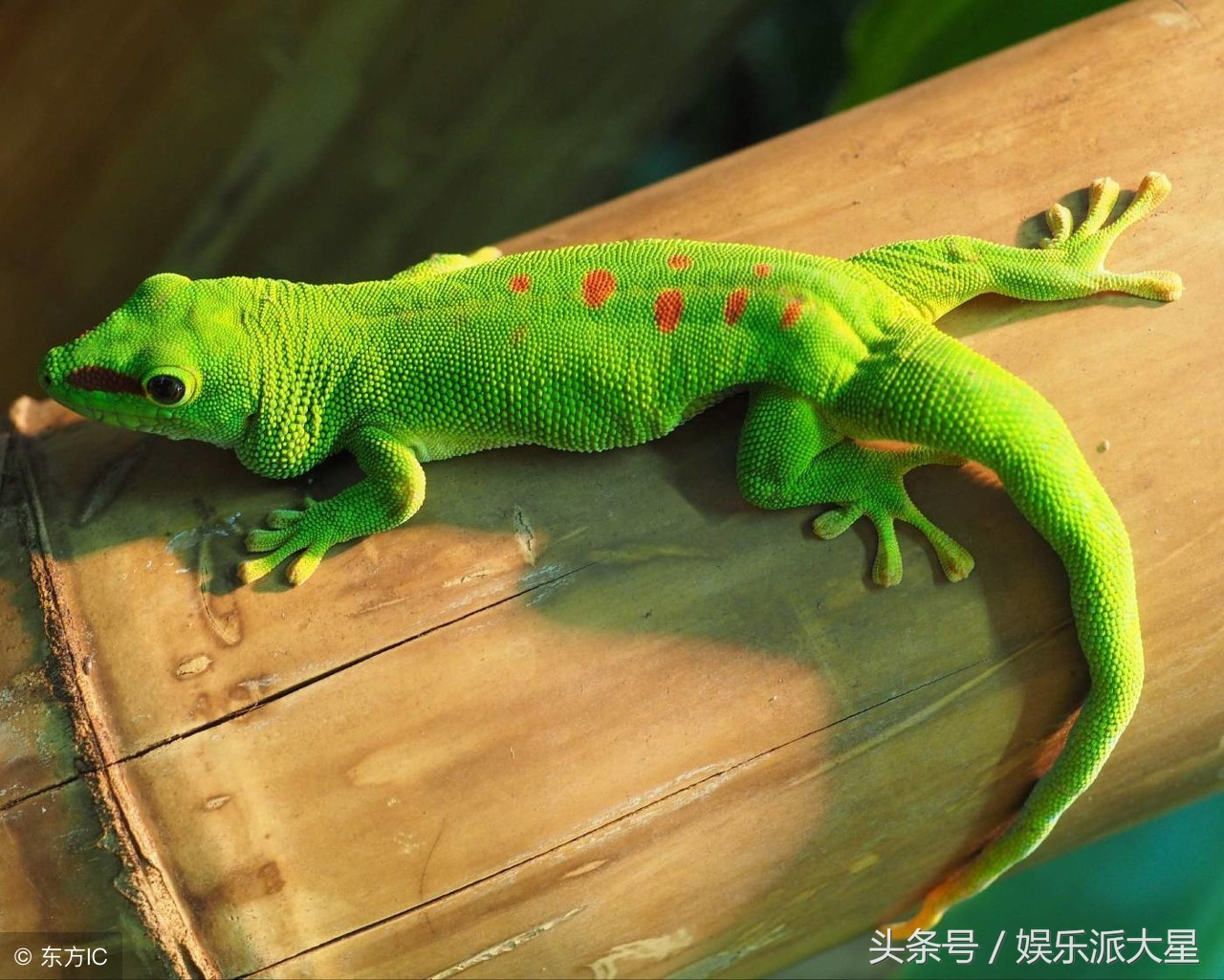 小壁虎借尾巴故事 《小壁虎借尾巴》教案