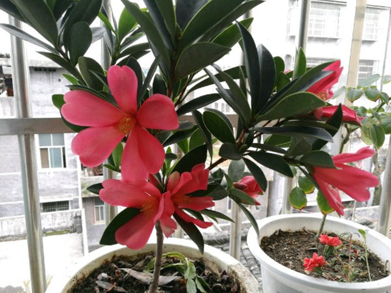 山茶花是什么颜色 茶花大全300种