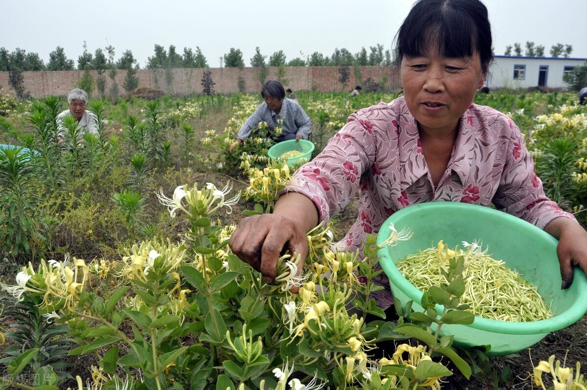 20年金银花树价格金银花一亩能赚多少钱