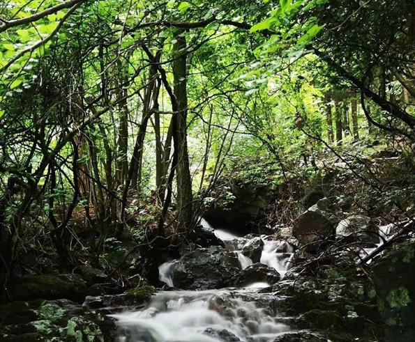 四明山国家森林公园 四明山森林公园图片