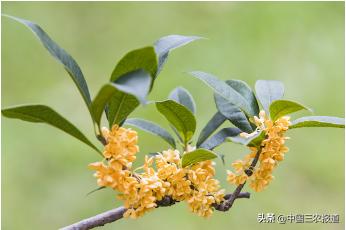 桂花什么时候开花 桂花什么季节开