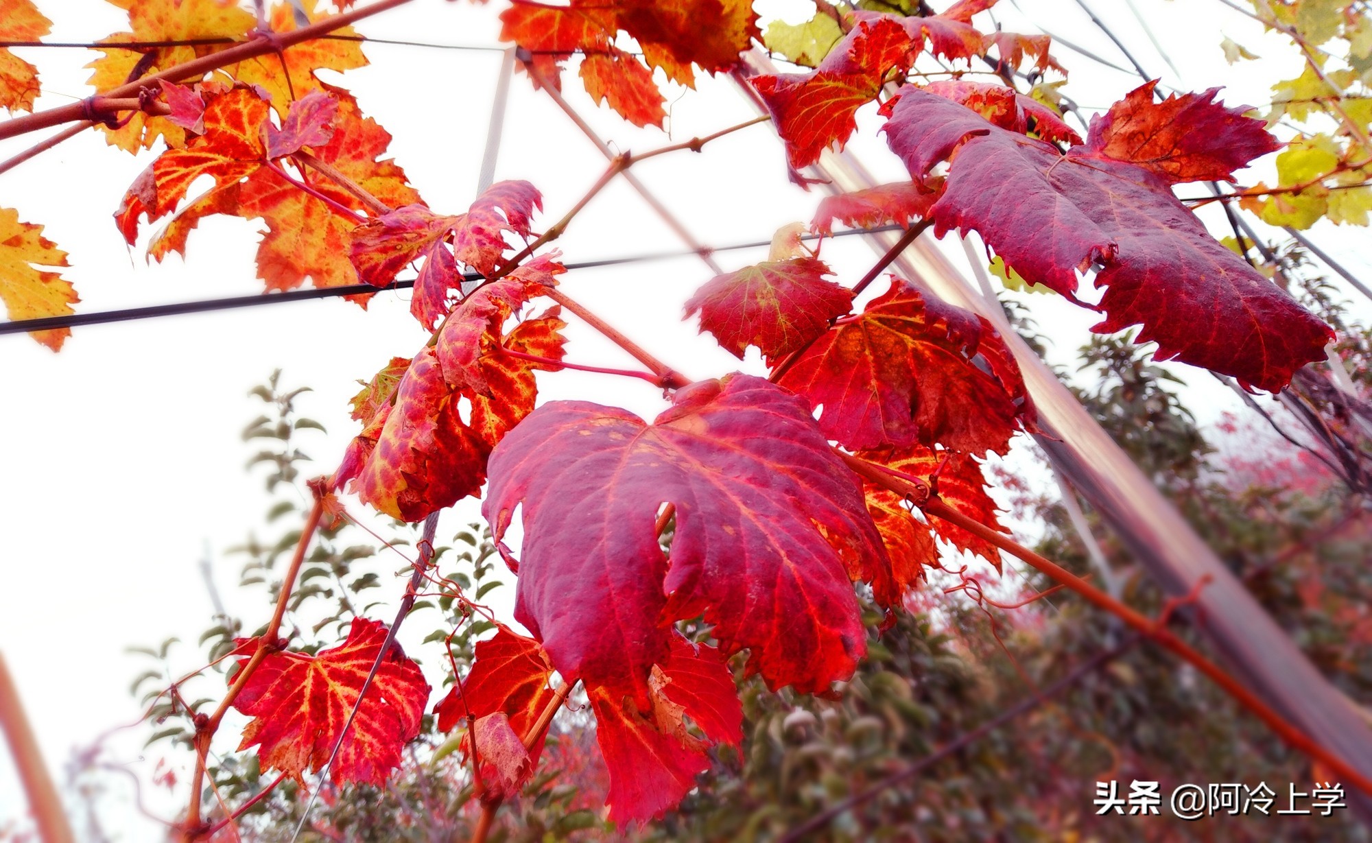 说明方法有哪些(小学常见的五种说明方法)