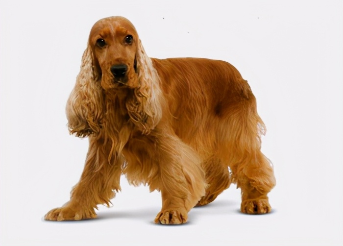 148种名犬图片及名字合集世界名犬图集大全