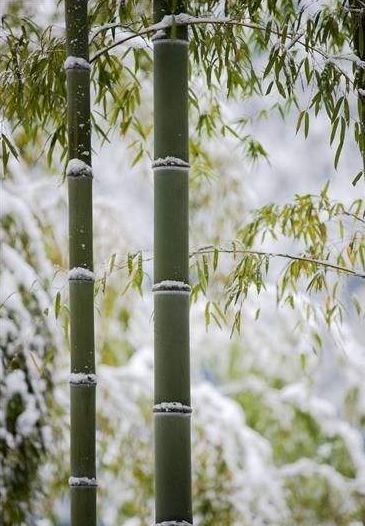 雪中竹子唯美句子