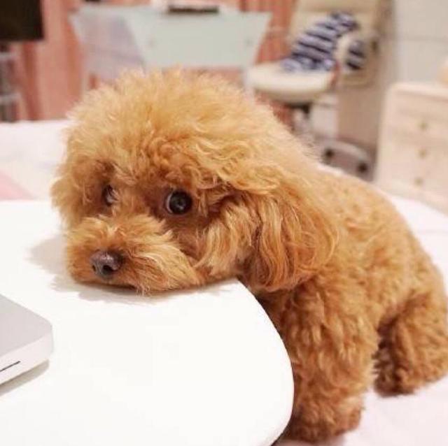 适合家养的小型犬 十大聪明小型犬排名