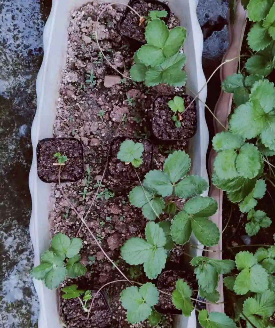 夏天种草莓怎么养经验分享干货