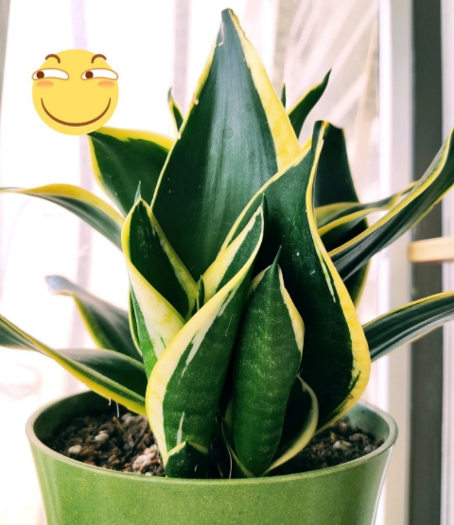 适合室内养的植物 适合北方室内养的盆栽