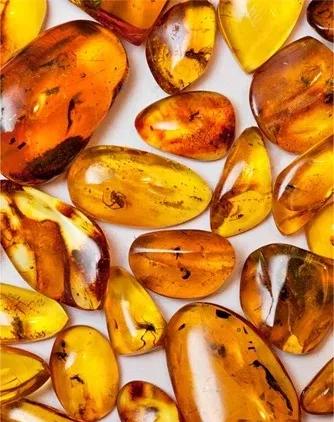 化石是怎么形成的 化石是怎么形成的简介20个字