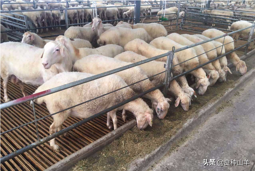 2017年湖羊价格养殖湖羊需要注意什么细节