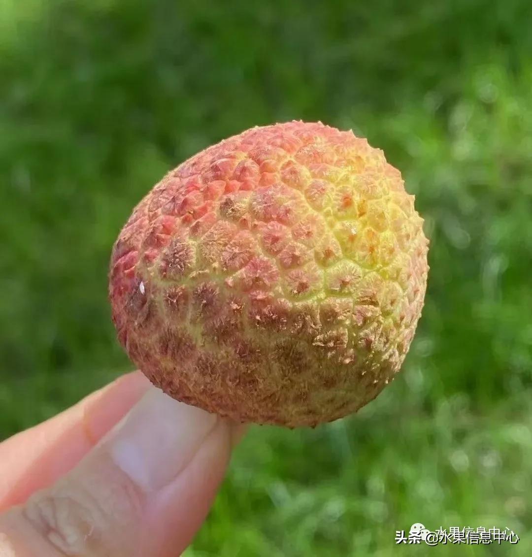 荔枝什么时候成熟 荔枝最早几月份成熟