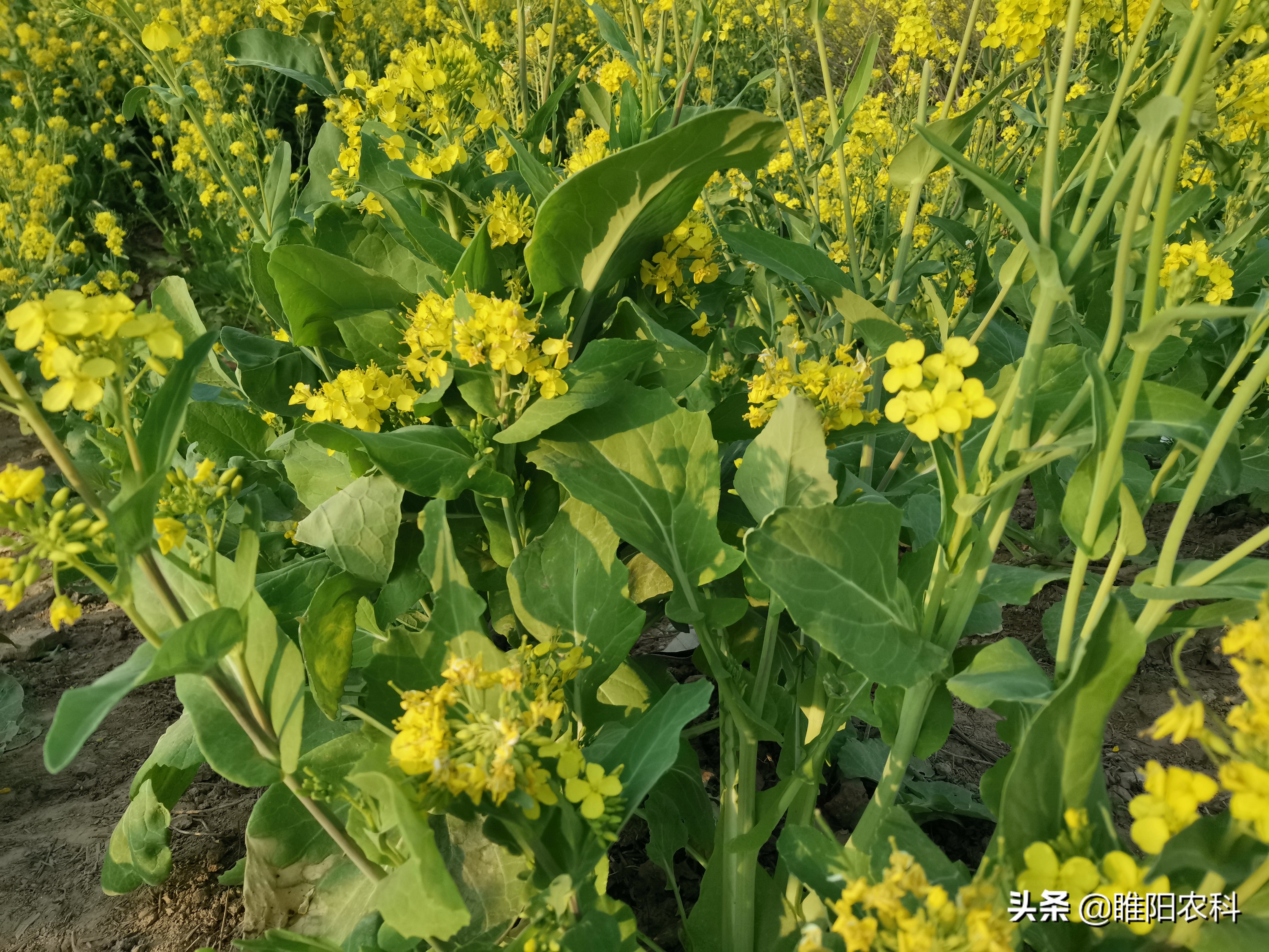 油菜花粉的功效与作用 女性吃油菜花粉