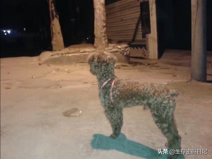 白眼狼是什么意思 白眼狼是指哪种人