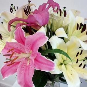 百合花的特点和品质（浅谈百合花的寓意和象征）