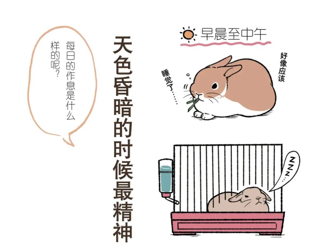 小白兔的生活习性 