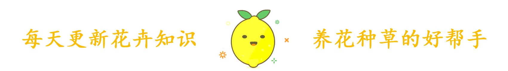 山茶花的养殖方法 茶花养殖方法与技巧