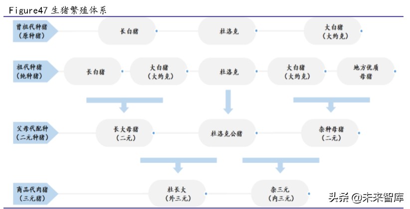 生猪养殖行业专题报告：生猪价格仍处于高位，建议关注龙头