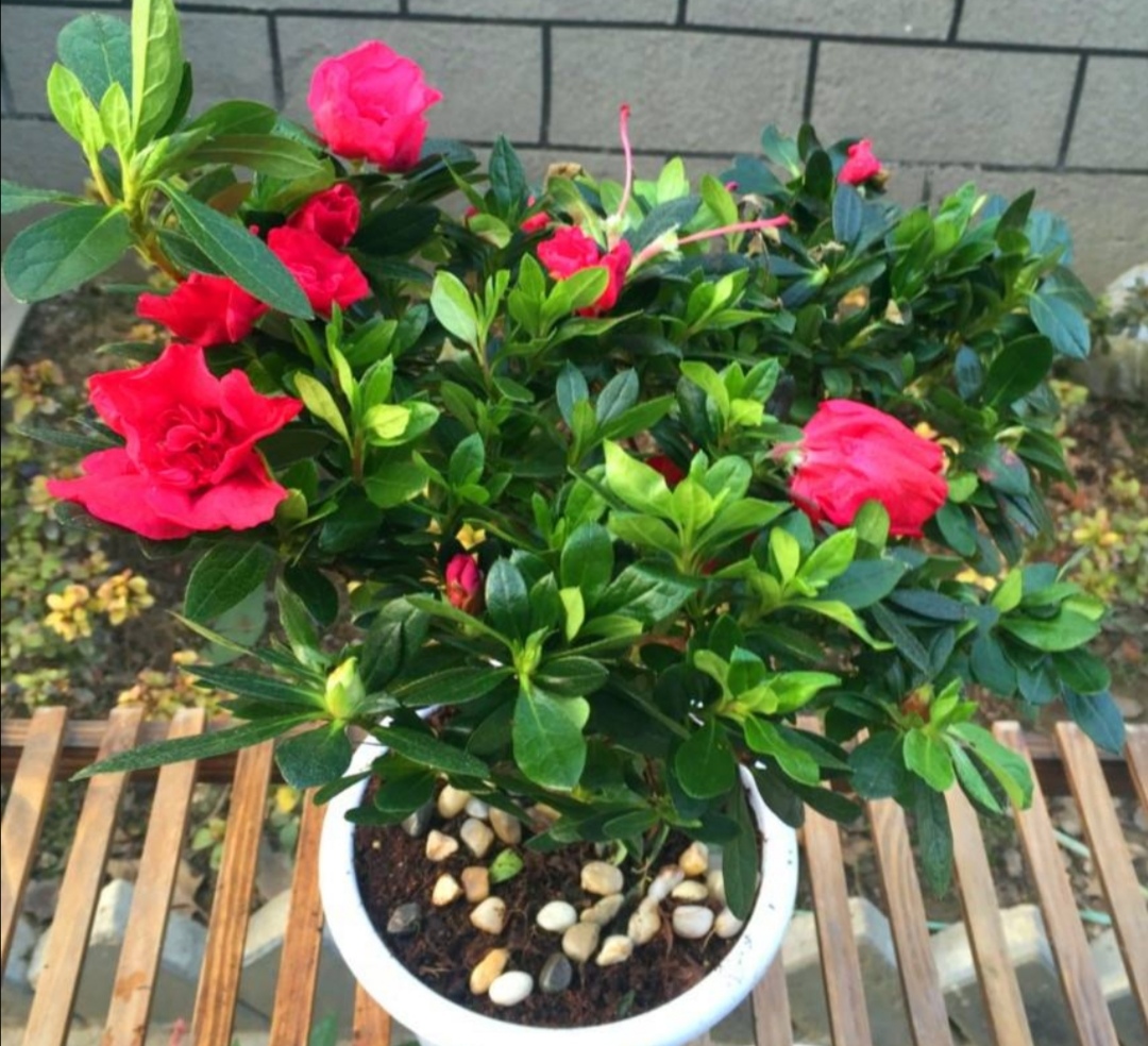 杜鹃花怎么养家庭养法 绿萝怎么养才能更旺盛