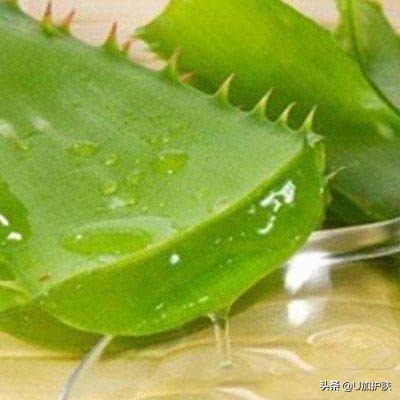 芦荟的功效与作用 芦荟面膜的制作方法