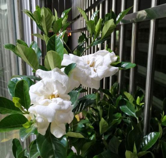 栀子花什么时候开 栀子花开啊开