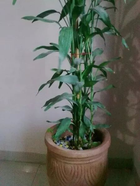 富贵竹的养殖方法和注意事项 富贵竹的正确养法