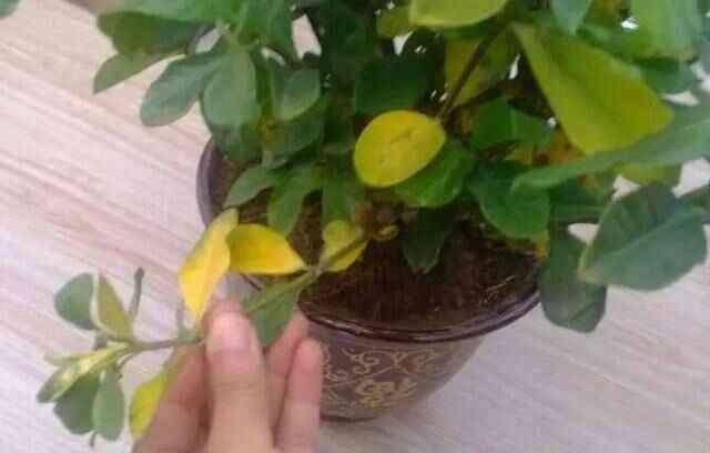 栀子花叶子发黄怎么办 栀子花叶子发黄干枯掉叶子怎么办