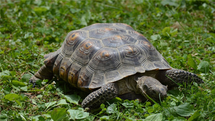 小乌龟不吃东西怎么办 小乌龟不吃东西怎么办才能让它吃