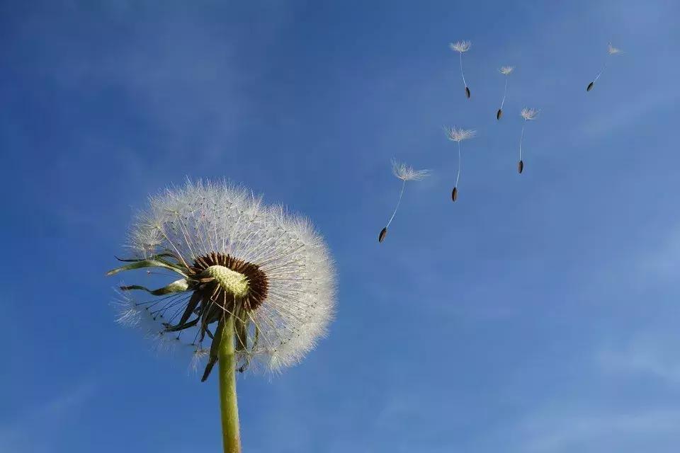 春风不度玉门关是谁的诗句 春风不度玉门关下一句