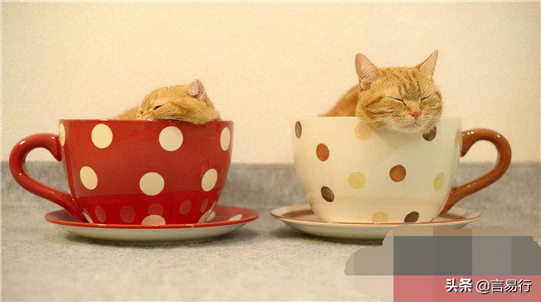 茶杯猫有多可爱，茶杯猫多少钱盛兴官方彩票
只