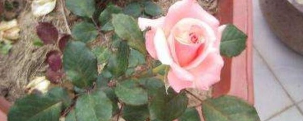 月季花什么时候开 月季花如何移植