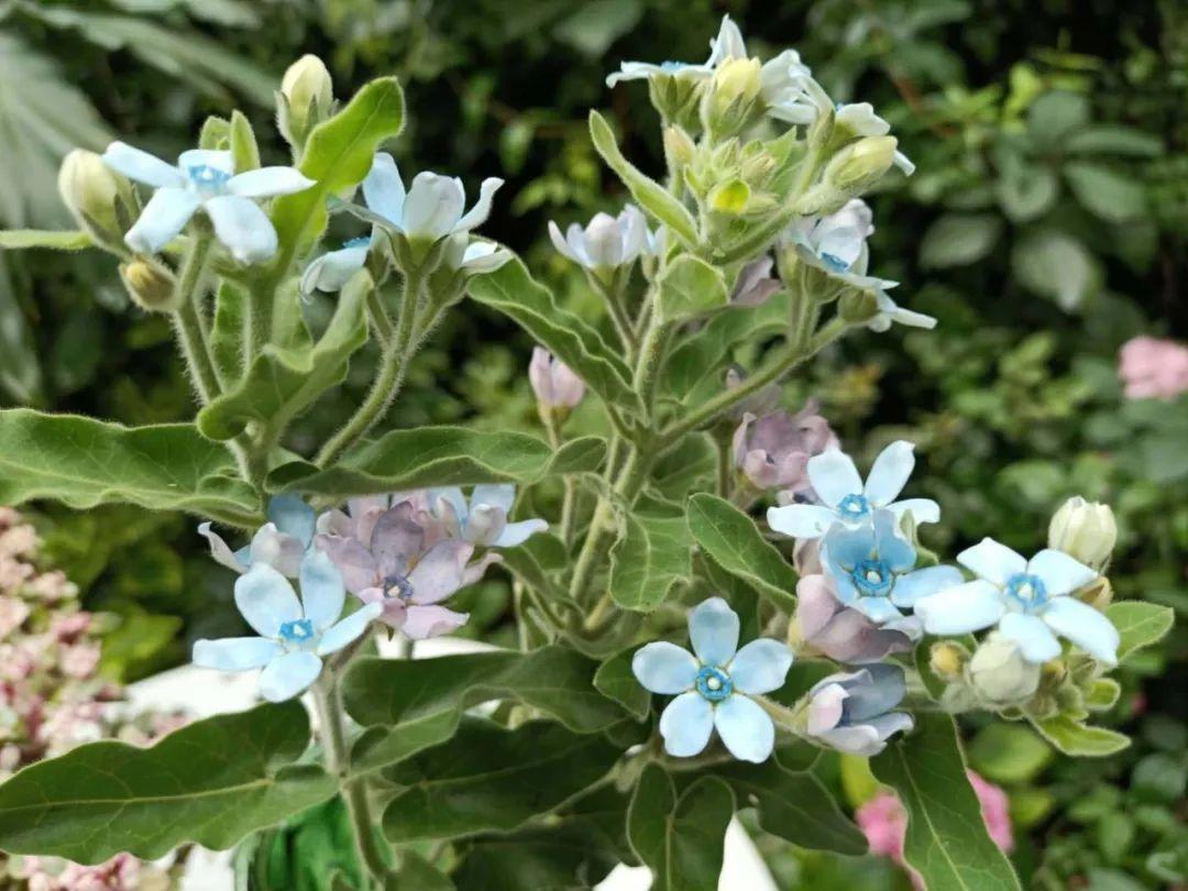 蓝星花的花语蓝星花的花语和寓意