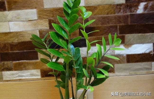 金钱树的养殖方法和注意事项 金钱榕树的养殖方法
