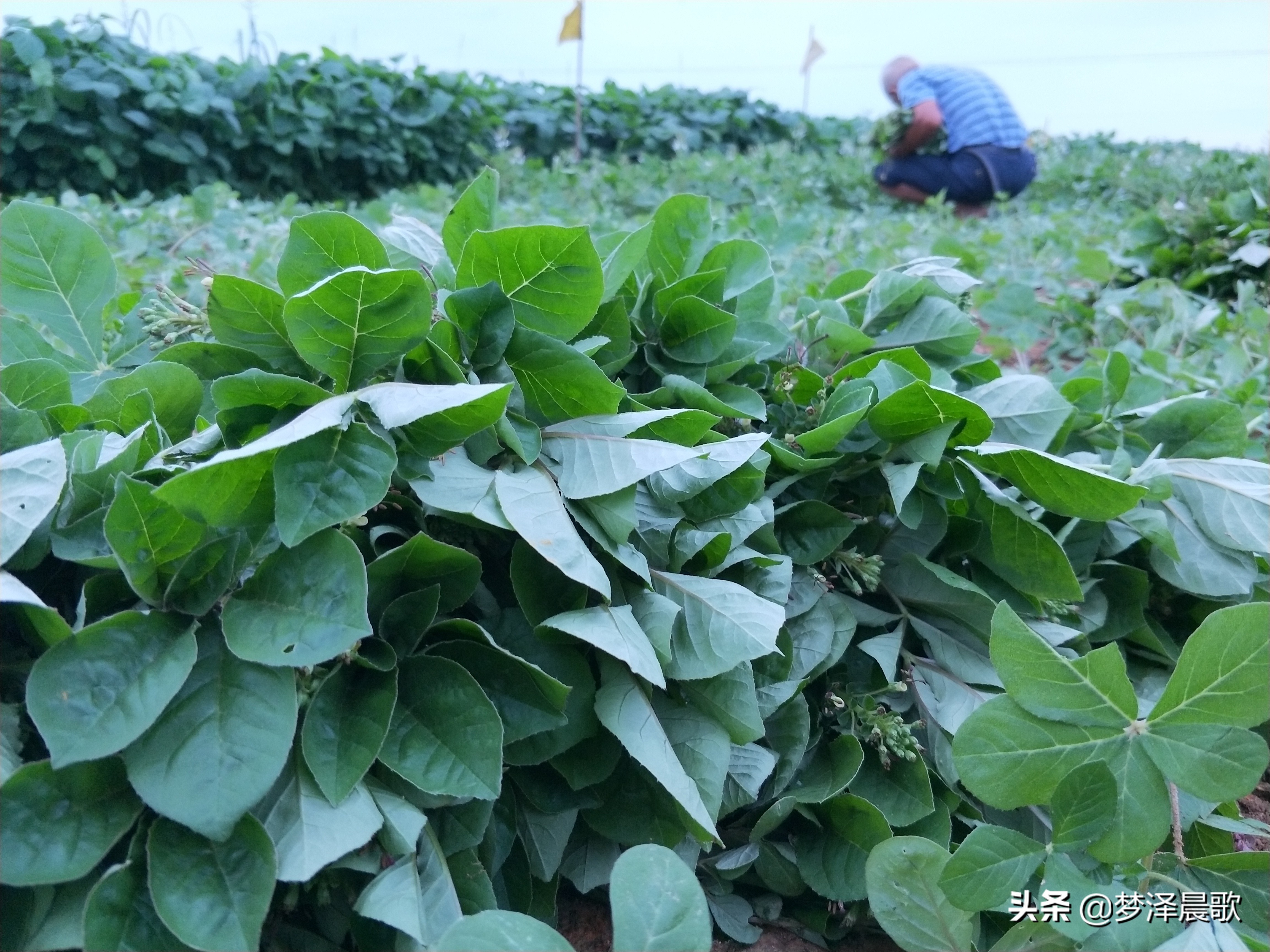 风味独特清香的云梦白花菜