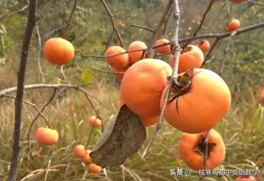 hearfrom hearfrom什么意思中文