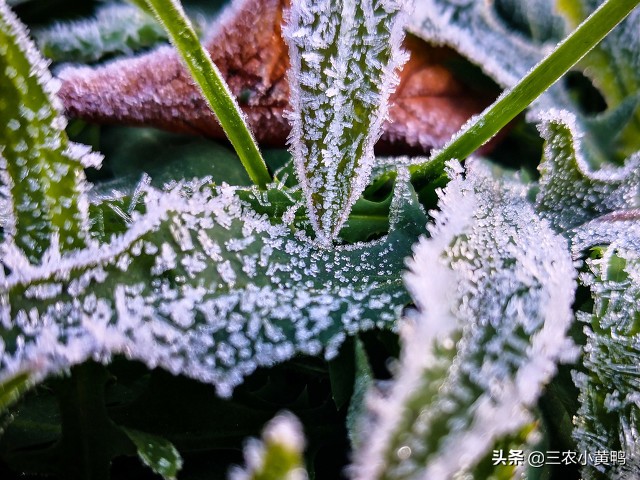 为什么早晨有露水一般是晴天，早晨的露水为什么有毒