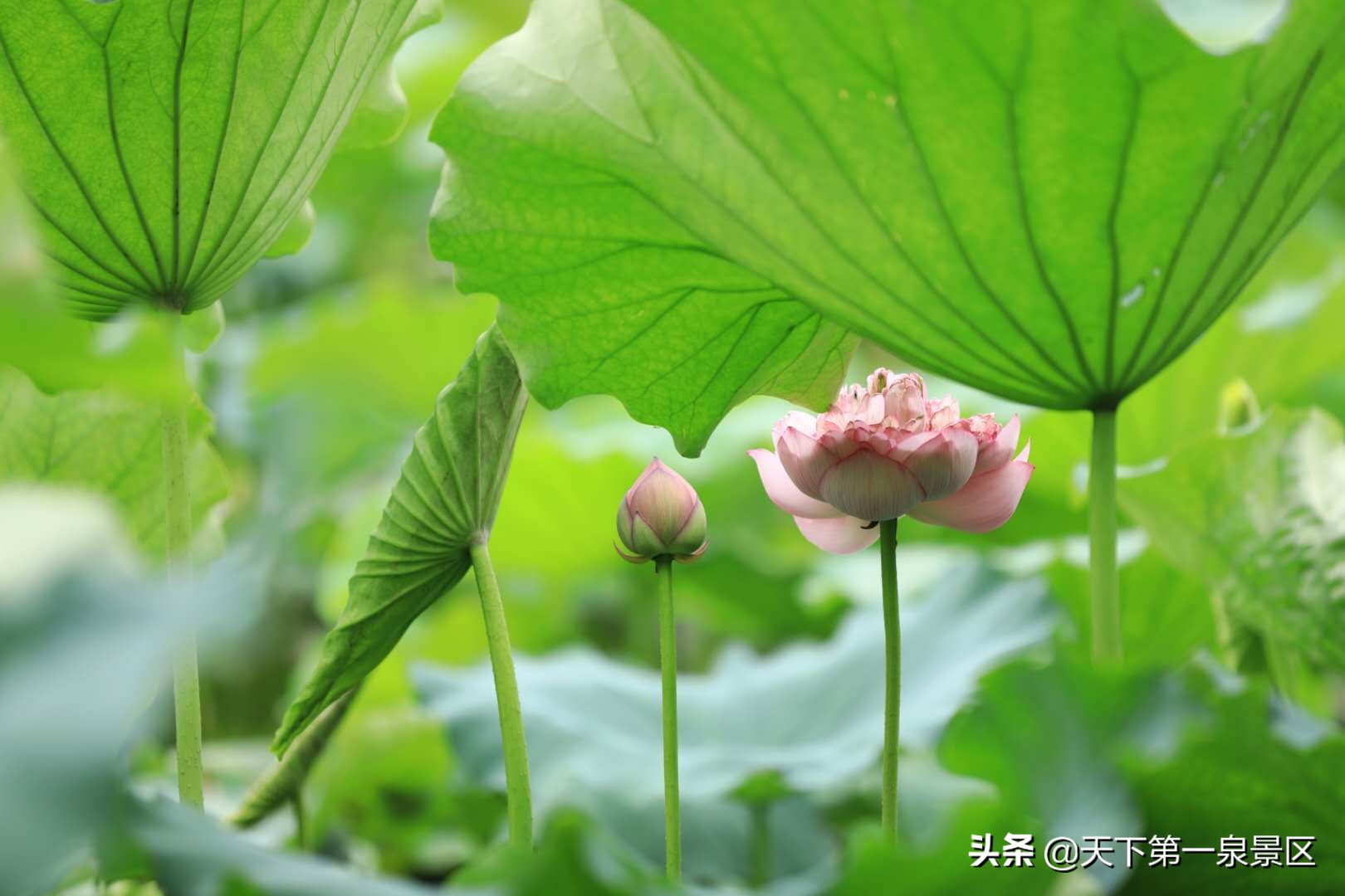 赞美荷花的诗句 荷花文案高级感