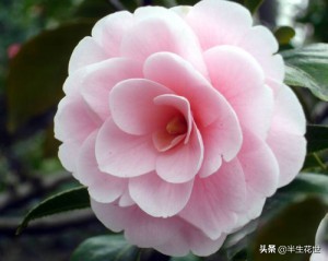 茶花的养殖方法和注意事项 茶花冬季室内怎么养
