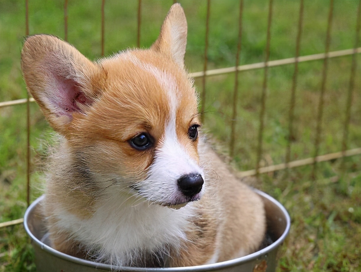 柯基犬价格大概多少钱一只柯基犬的大概价格