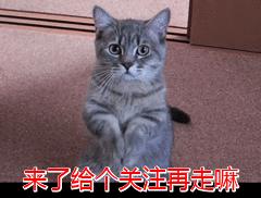 比熊犬多少钱一只 飞耳比熊犬多少钱一只