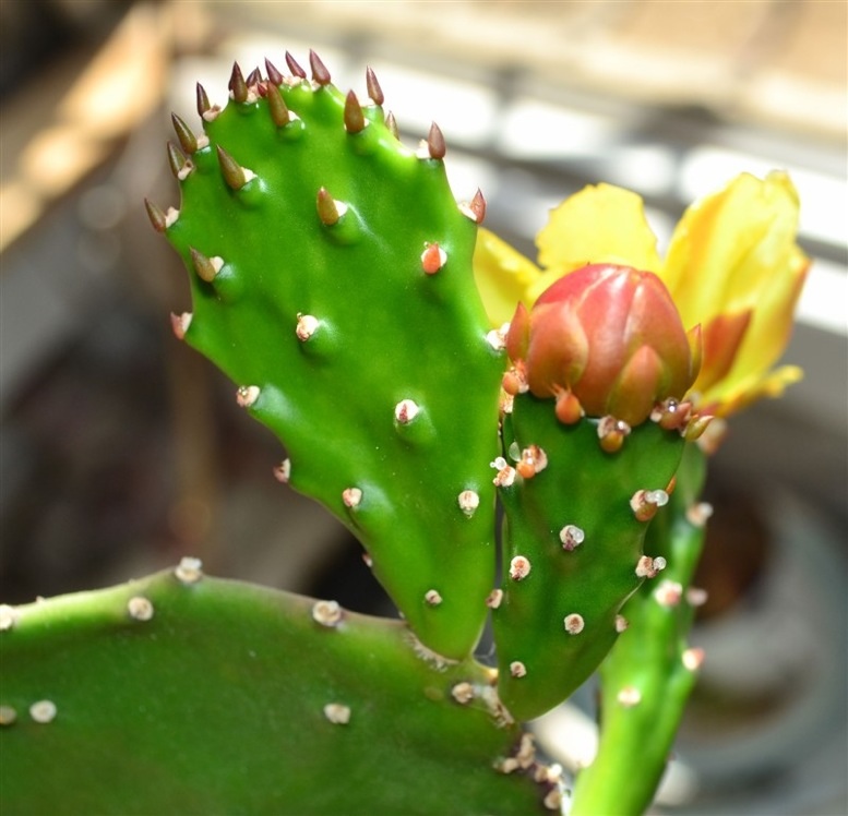 仙人掌开花仙人掌开花是什么兆头寓意