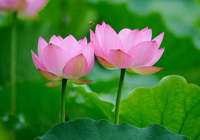 花中君子是什么花 花中君子是指哪四种花
