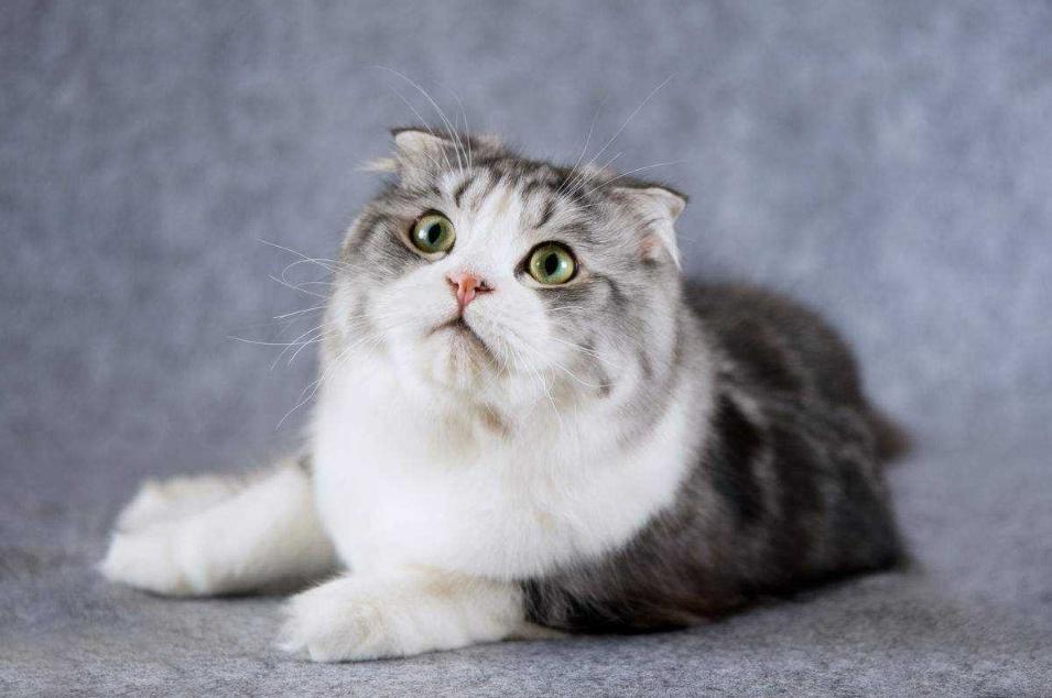折耳猫为什么不能养 折耳猫发病后能活多久